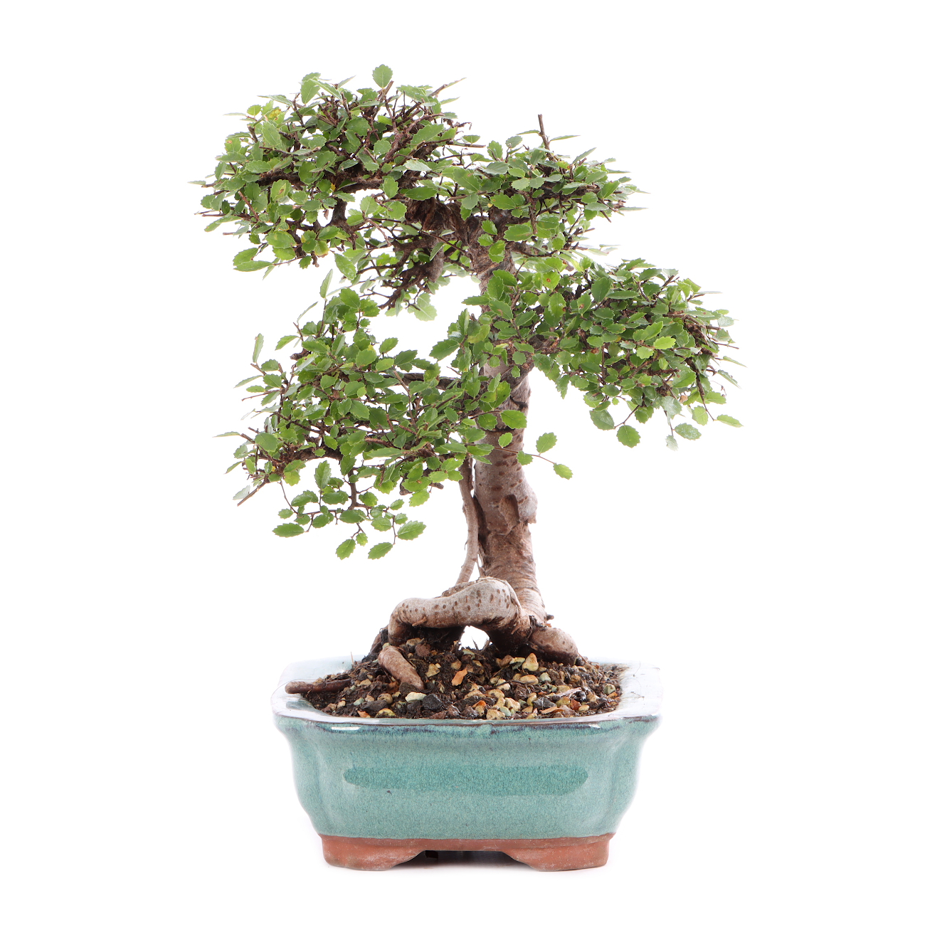 Ulmus parvifolia