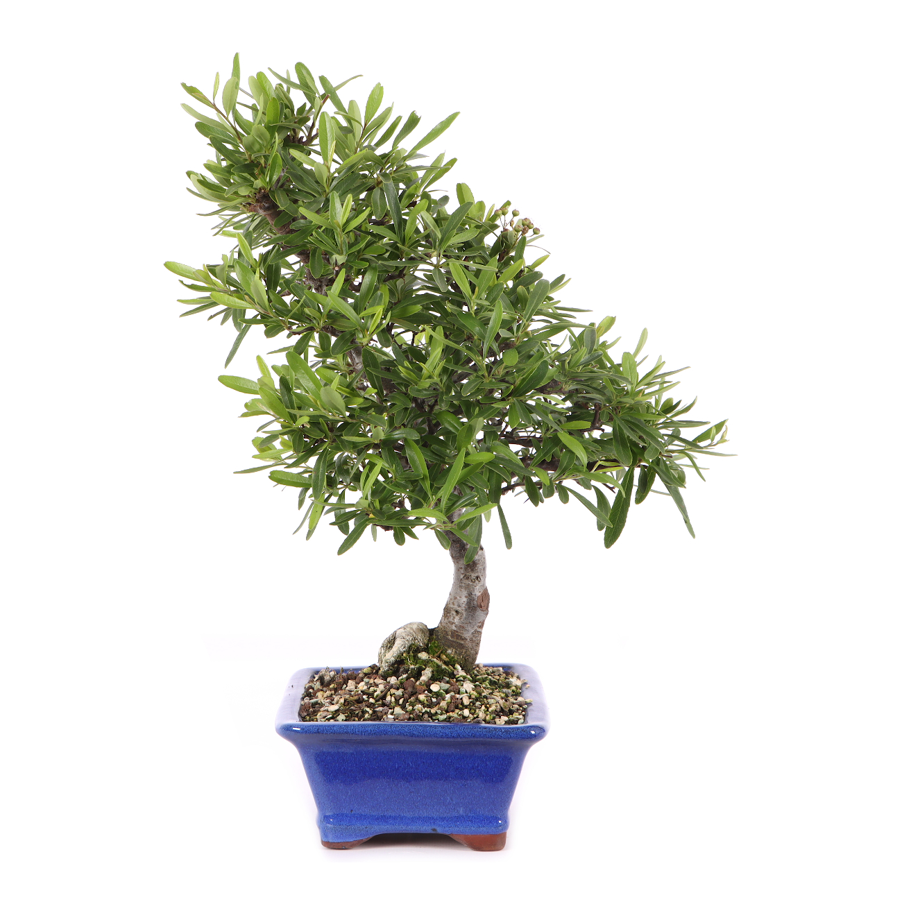 Pyracantha angustifolia
