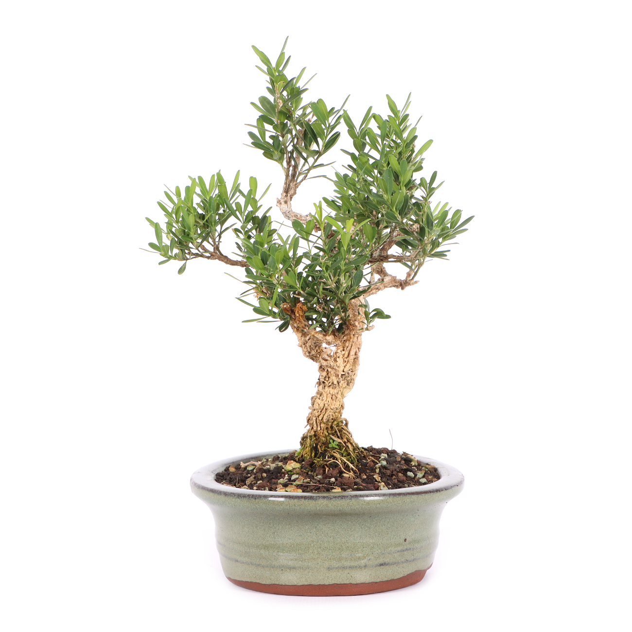 Buxus sinica var. sinica