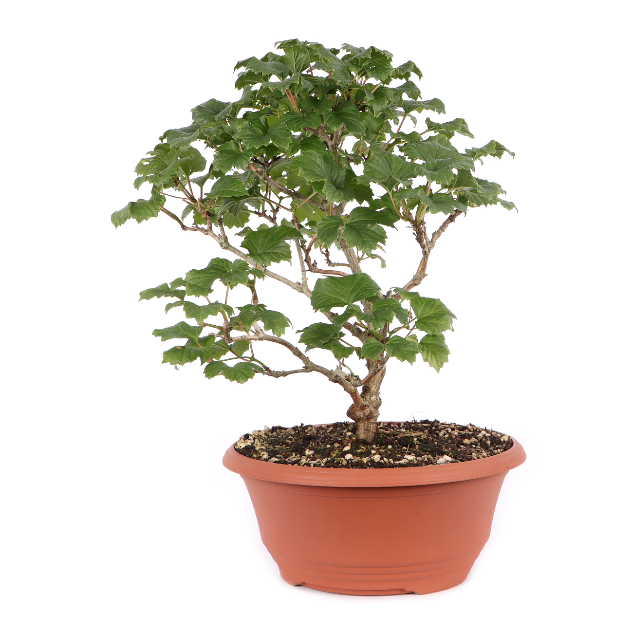 Viburnum opulus
