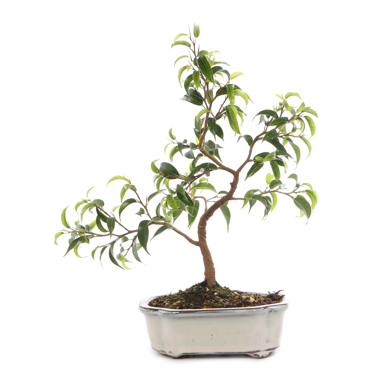 Ficus benjamina 'Natasja'