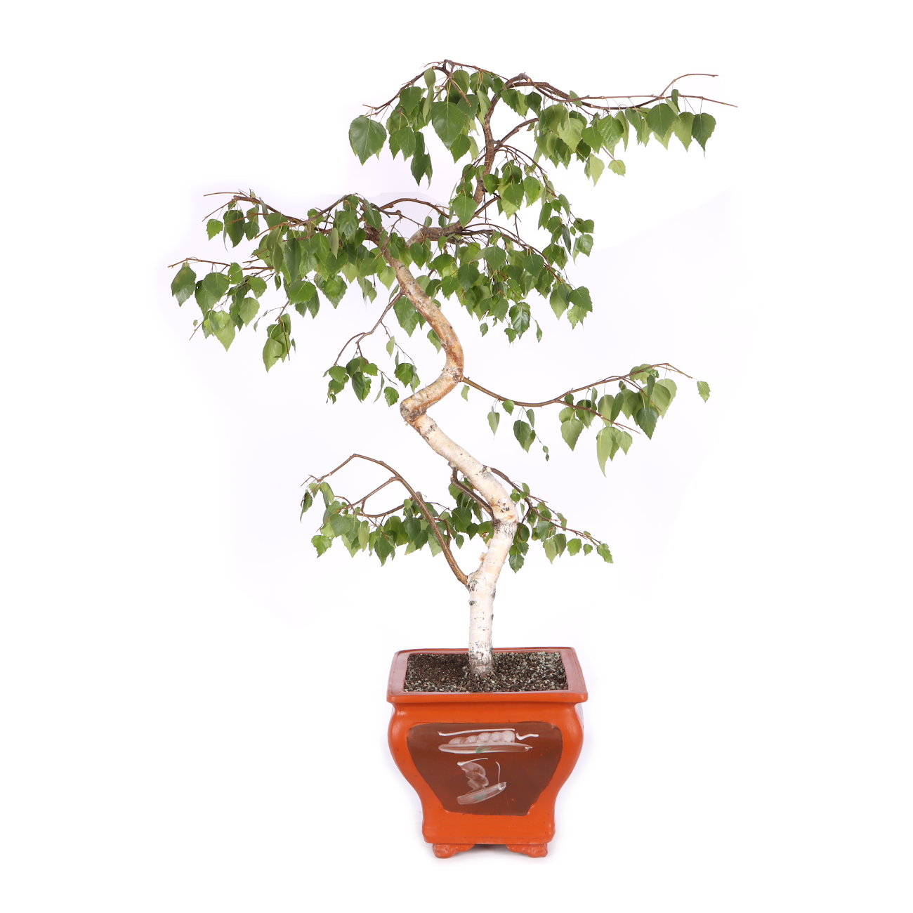 Betula pendula 'Youngii'