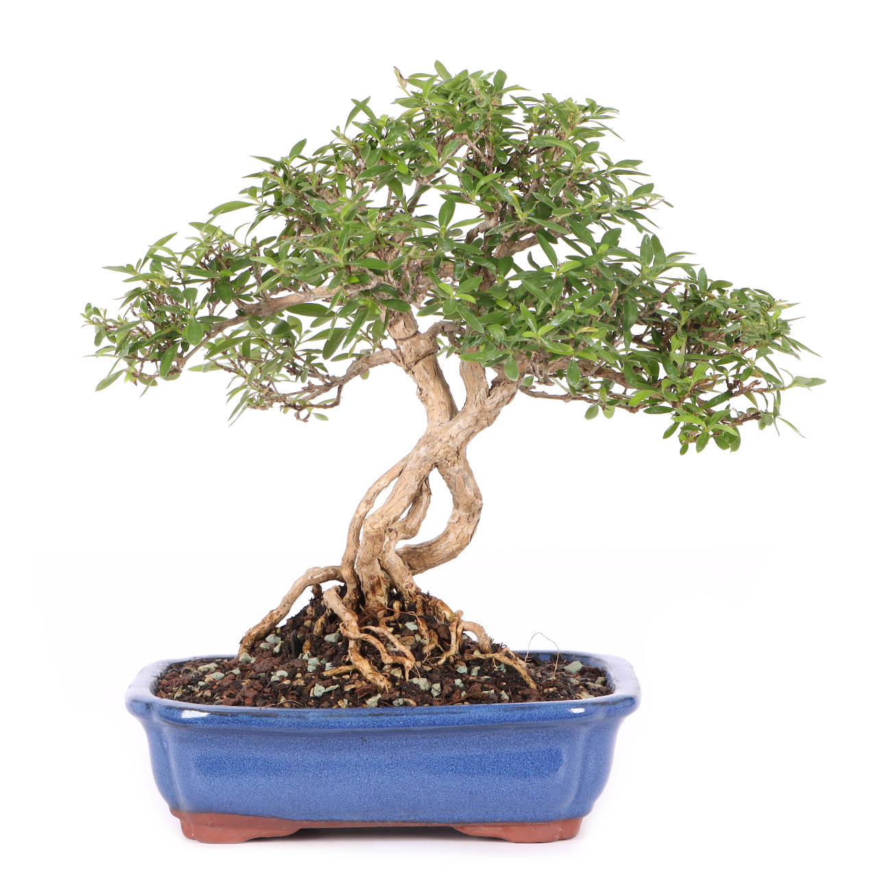 Serissa foetida