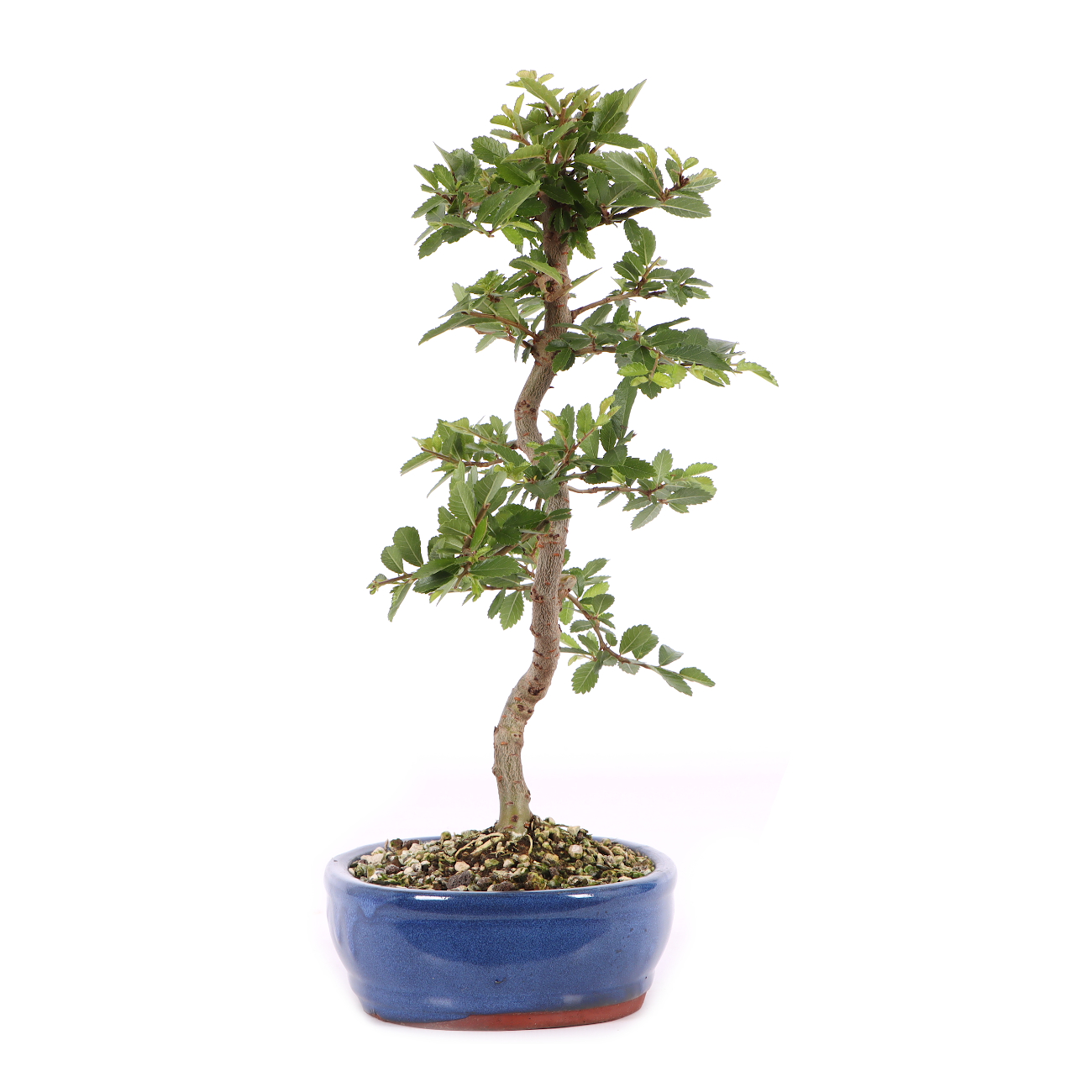 Ulmus japonica