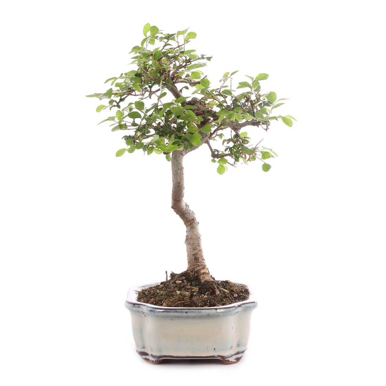 Ulmus parvifolia