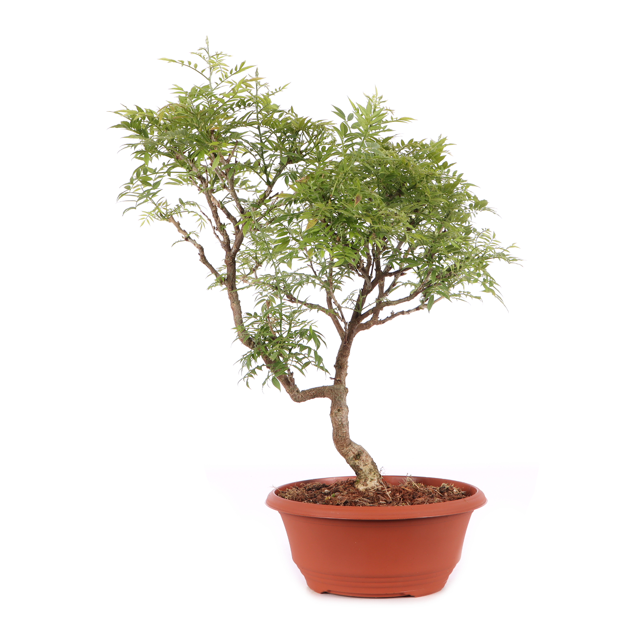 Millettia japonica 'Hime Fuji'