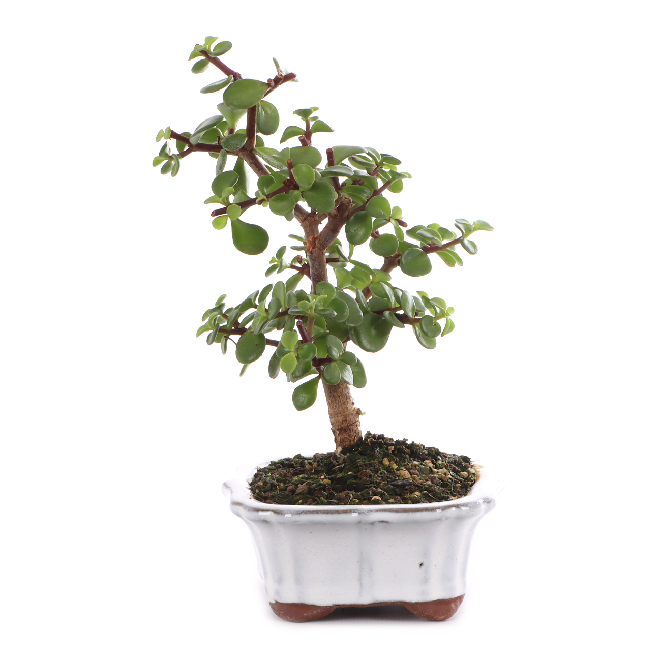 Portulacaria afra