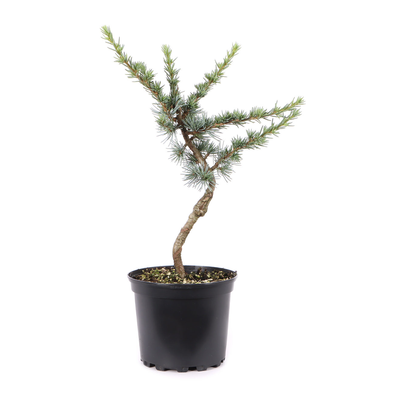 Cedrus atlantica 'Glauca'