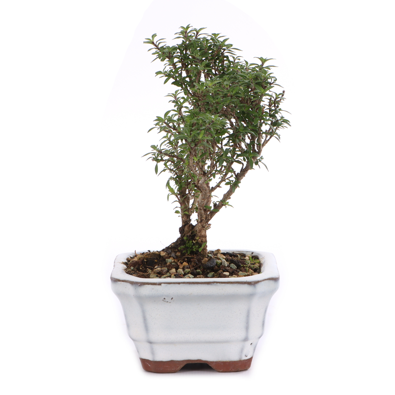 Serissa foetida 'Micro'
