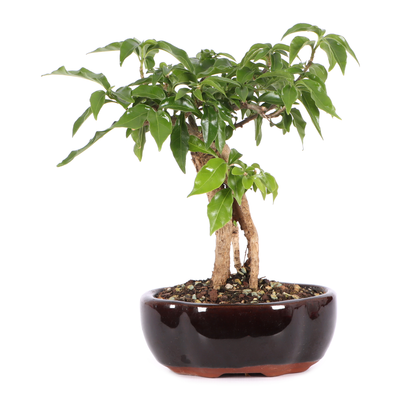 Bougainvillea glabra