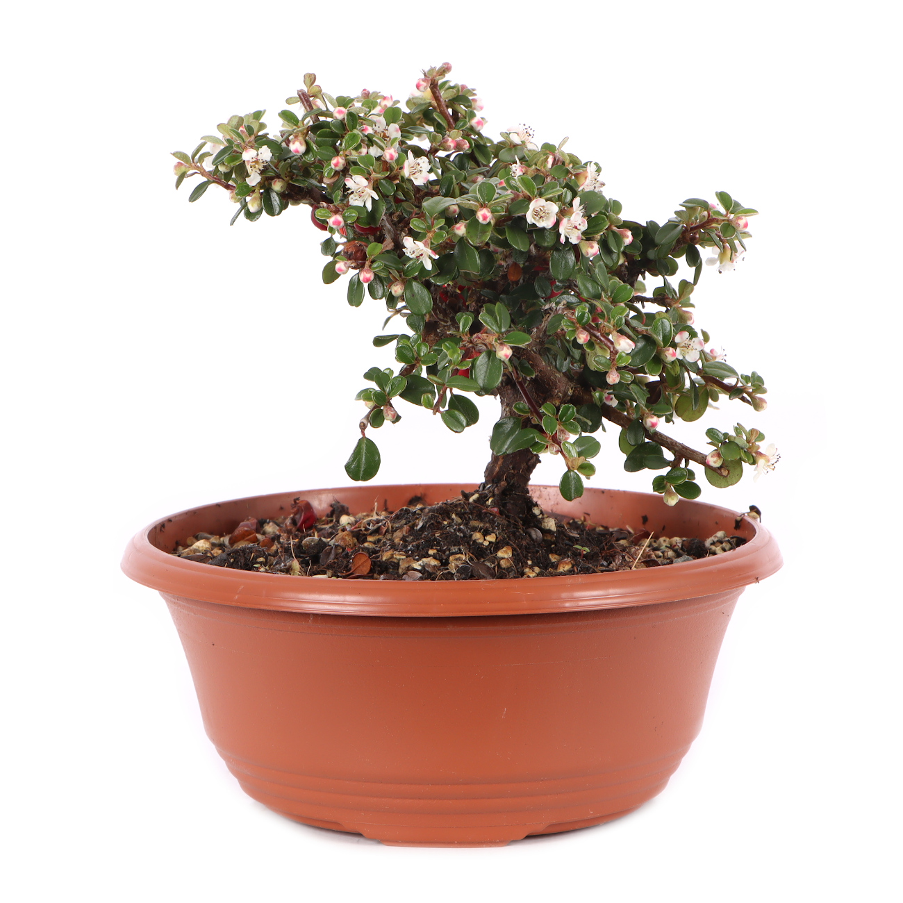 Cotoneaster microphyllus 'Cochleatus'