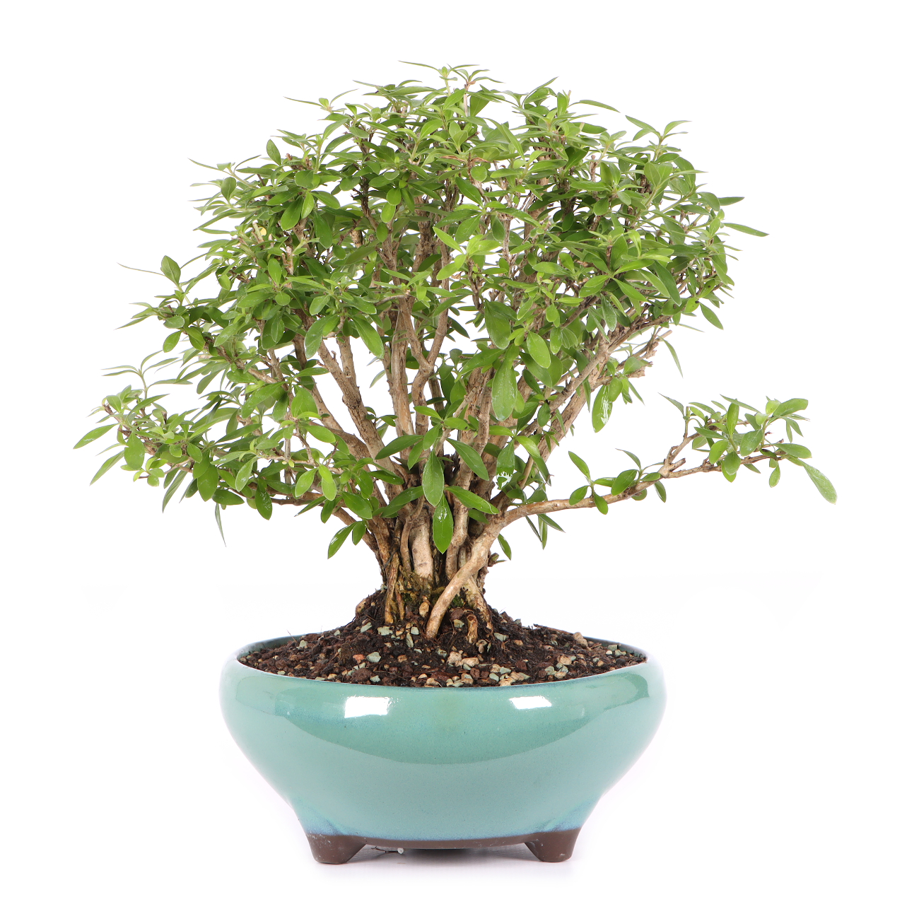 Serissa foetida