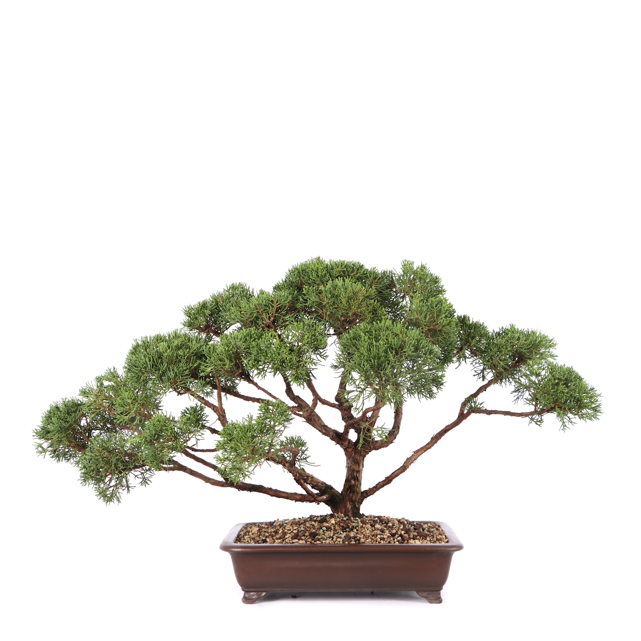 Juniperus chinensis