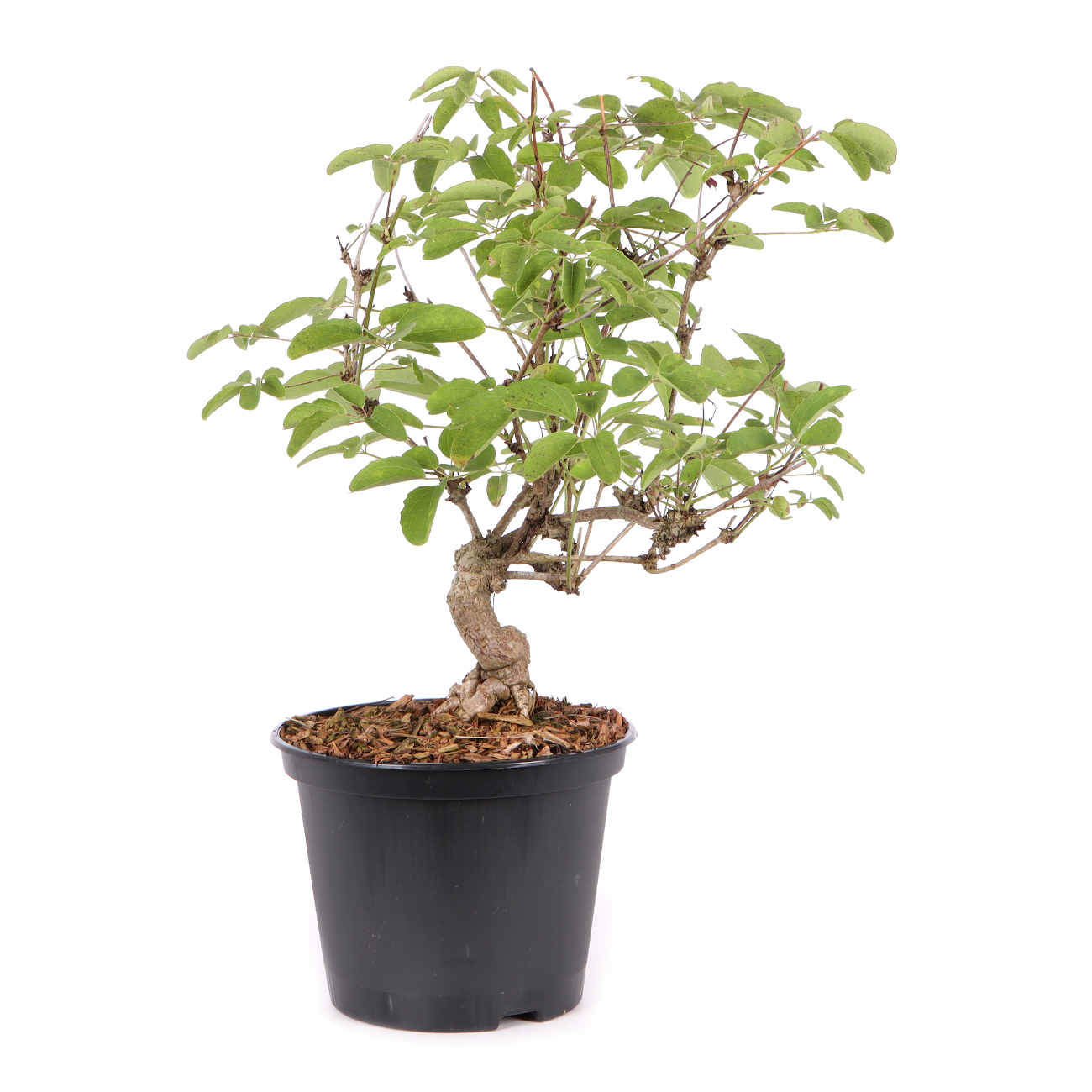Akebia quinata