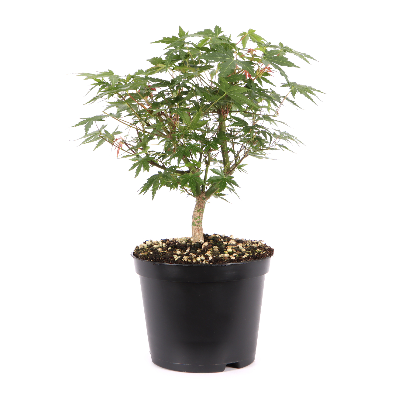 Acer palmatum