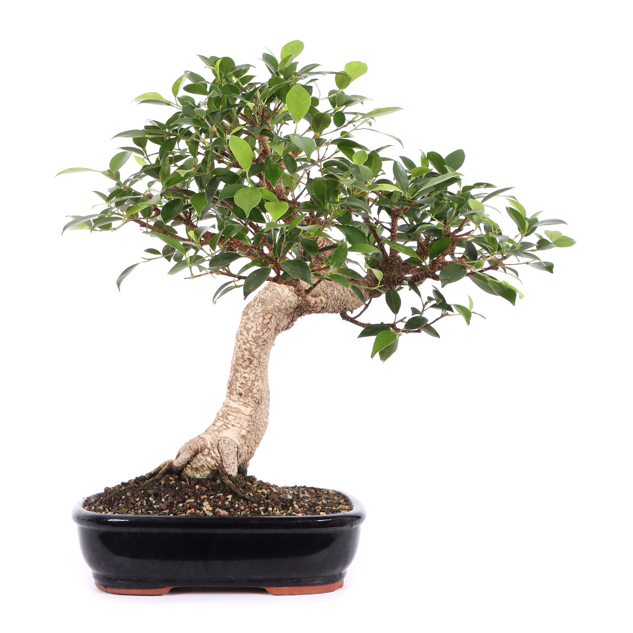 Ficus microcarpa 'Tiger Bark'