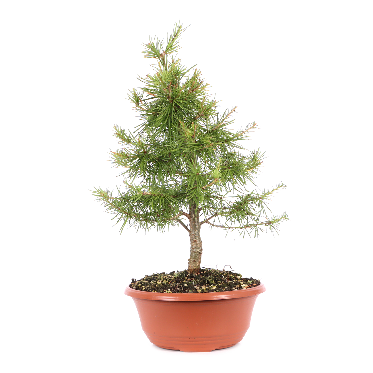 Larix decidua