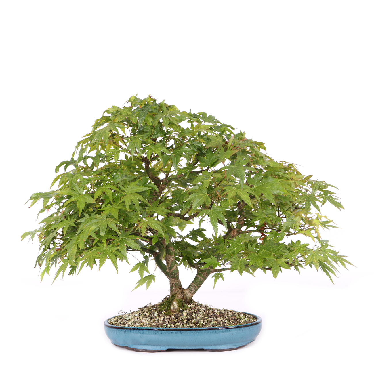 Acer palmatum