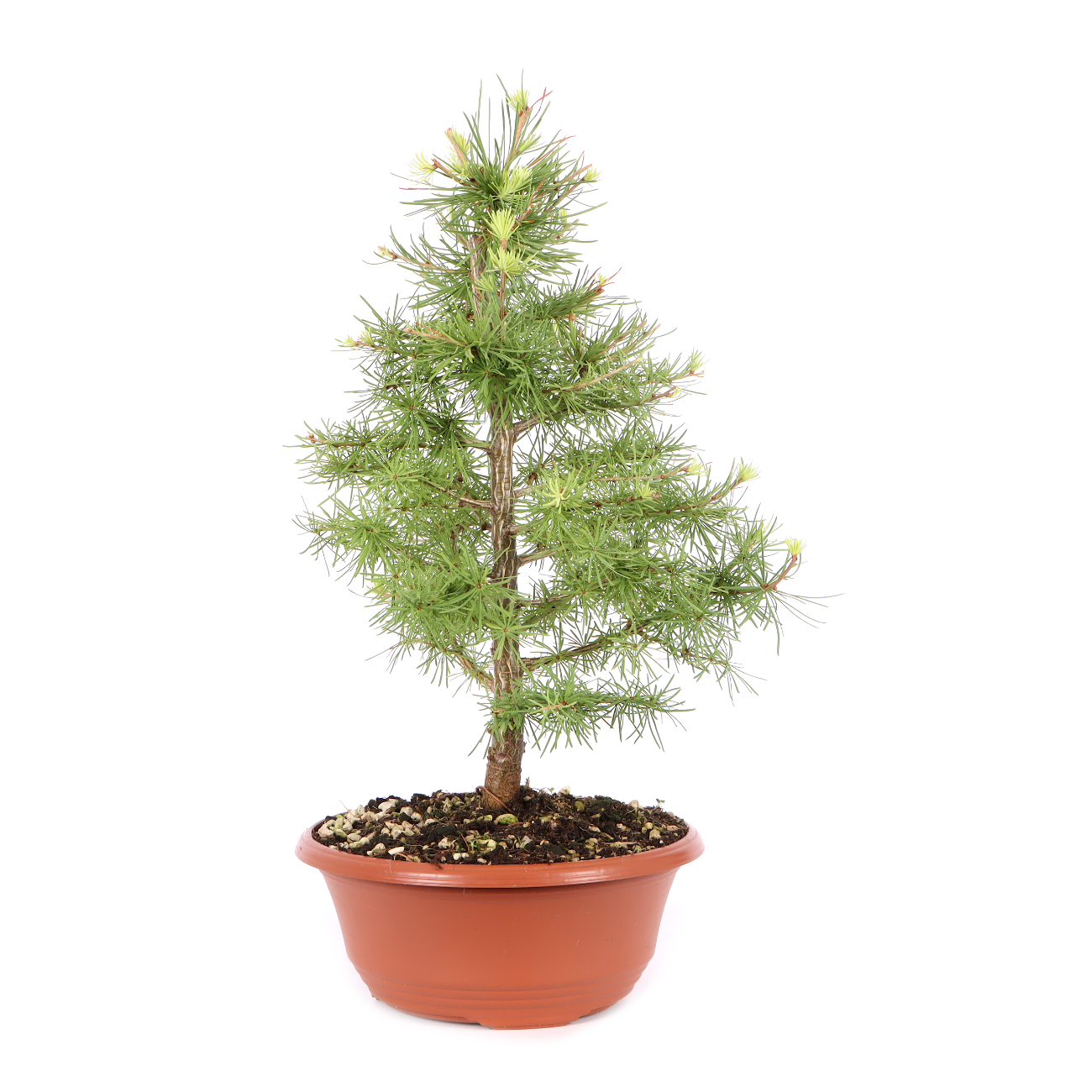 Larix decidua