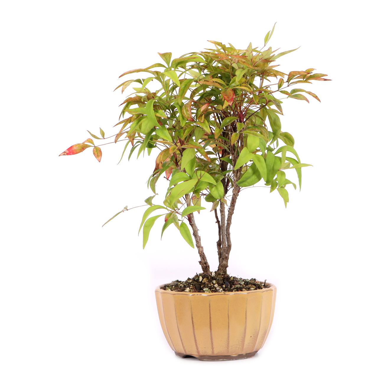 Nandina domestica 'Fire Power'