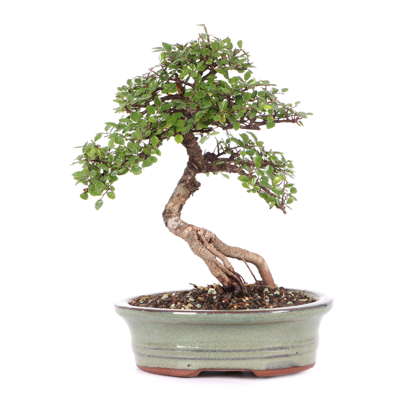 Ulmus parvifolia