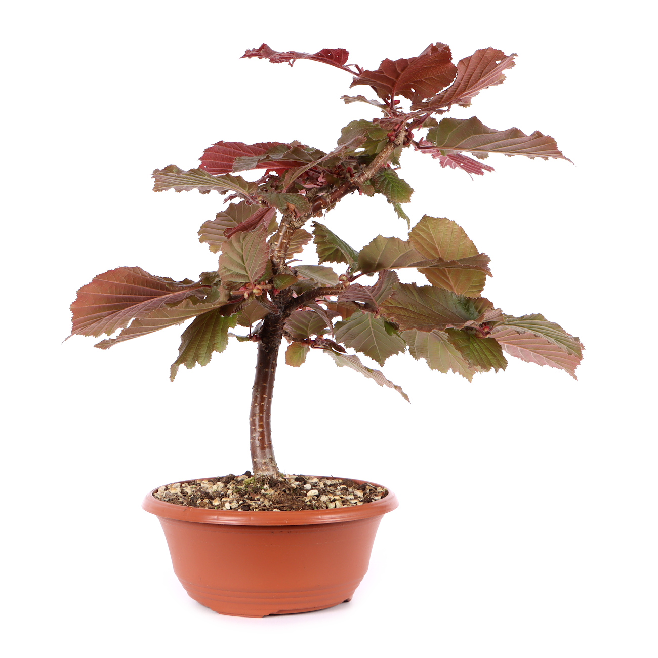 Corylus avellana 'Rotblättrige Zellernuss'