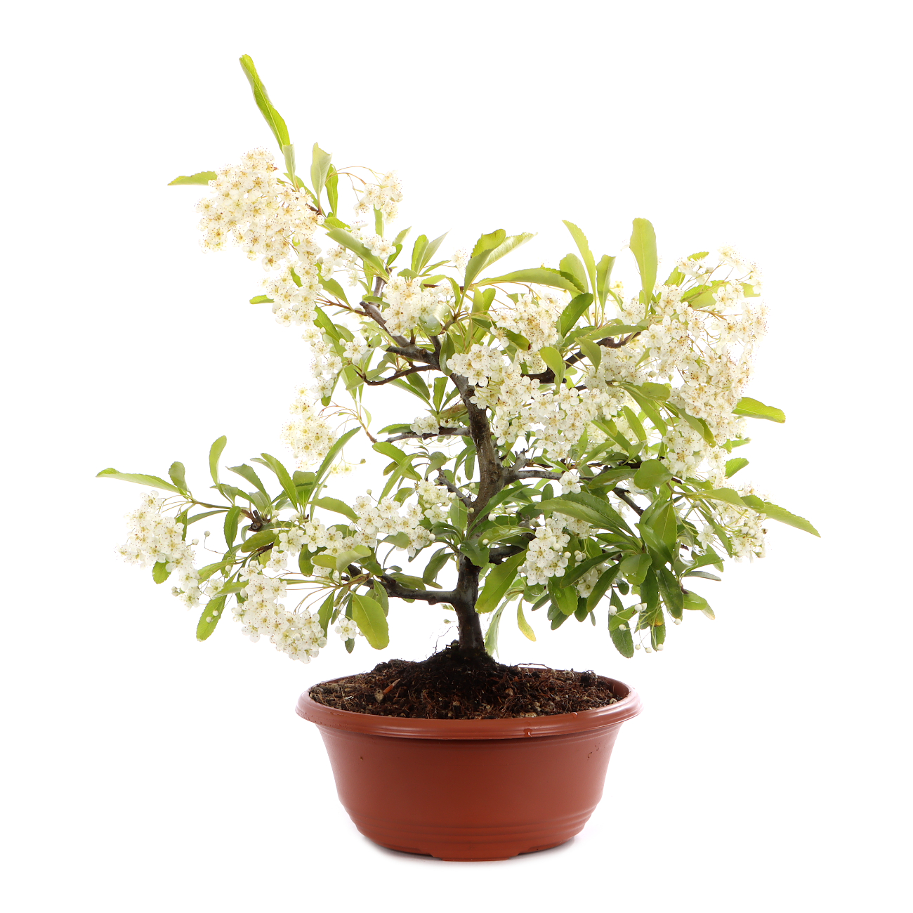 Pyracantha angustifolia