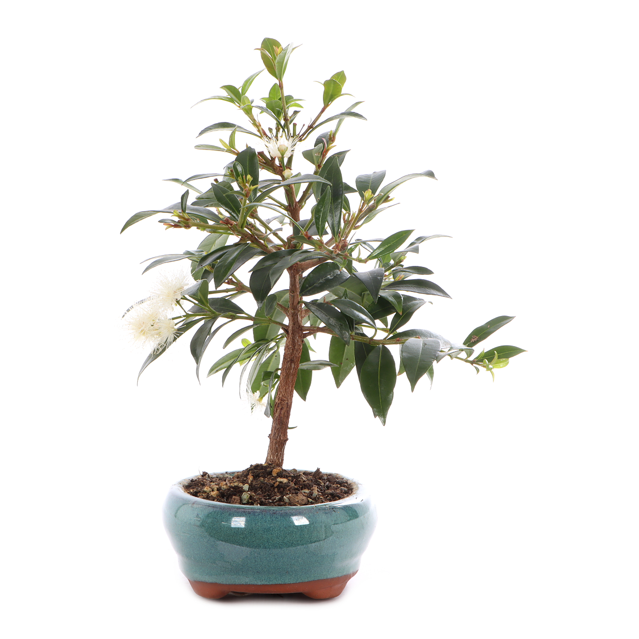 Syzygium paniculatum