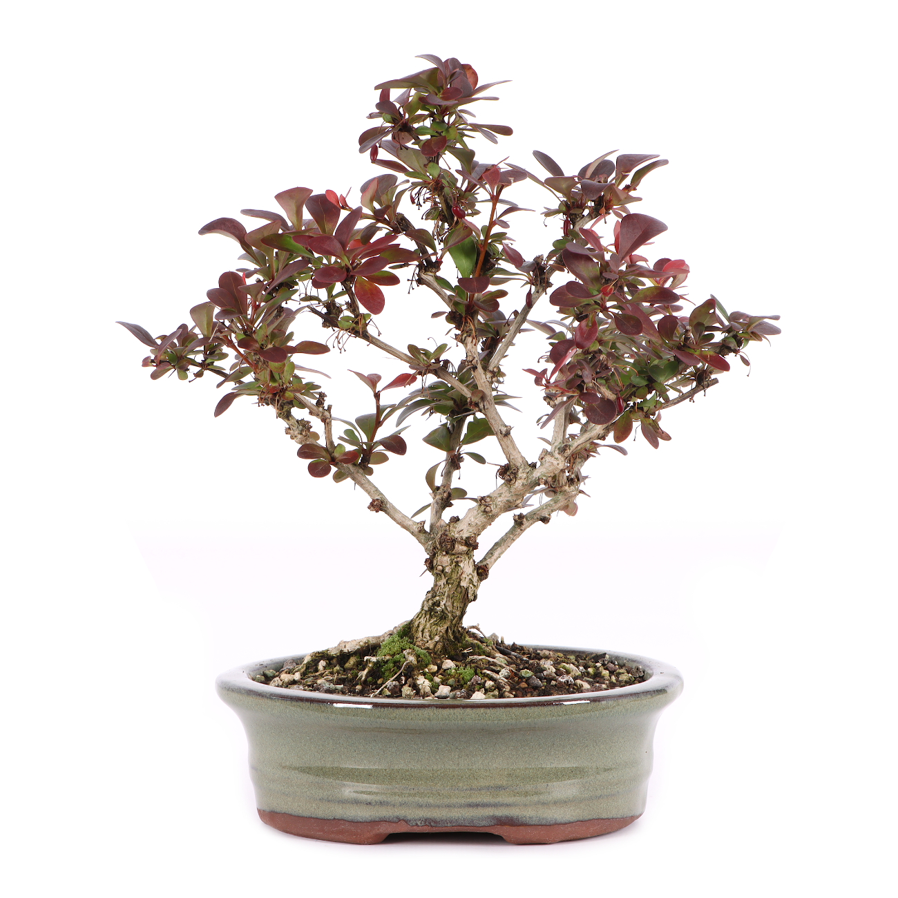 Berberis thunbergii 'Atropurpurea Nana'