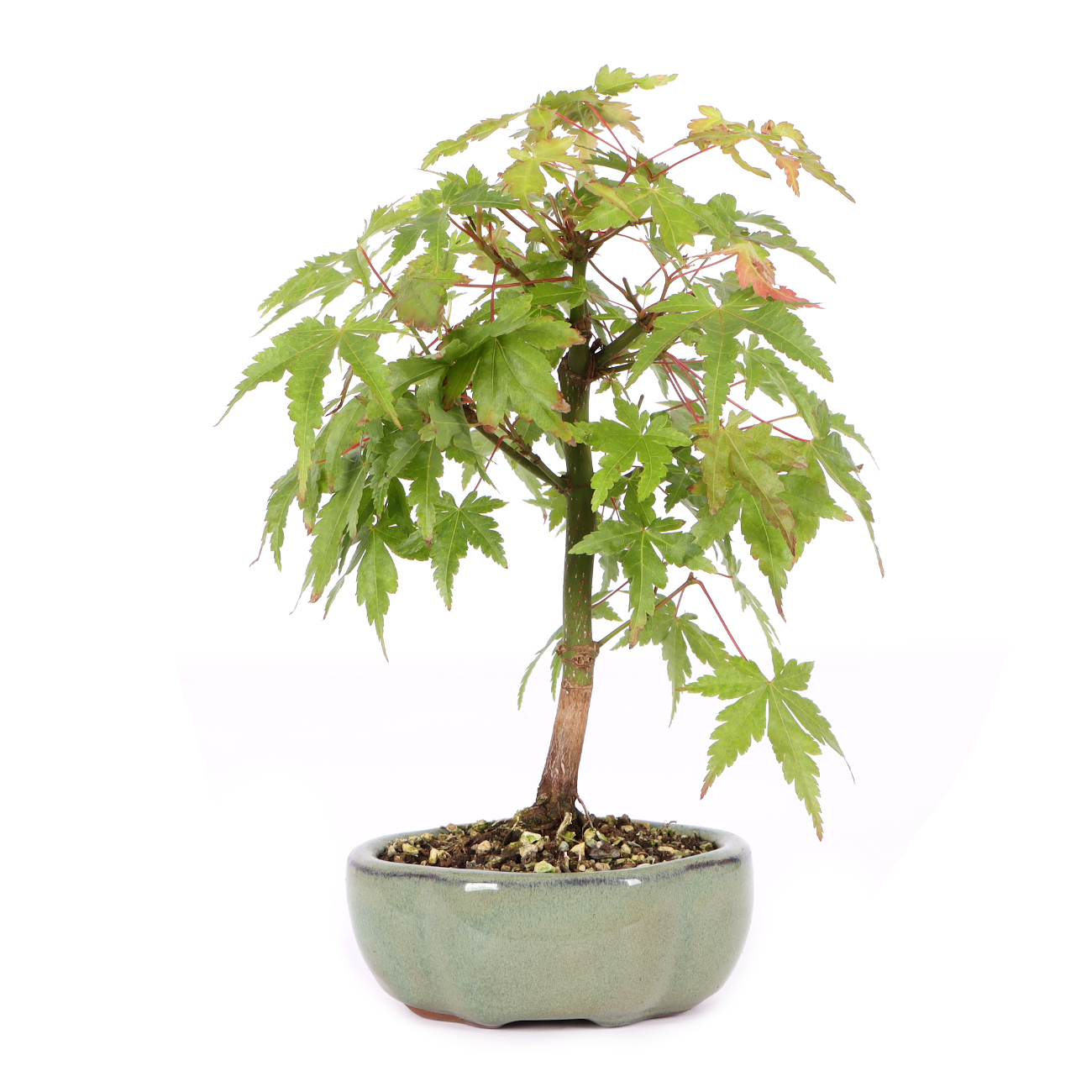 Acer palmatum