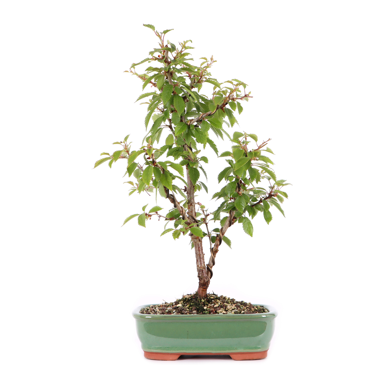 Prunus incisa 'Kojou-no-mai'