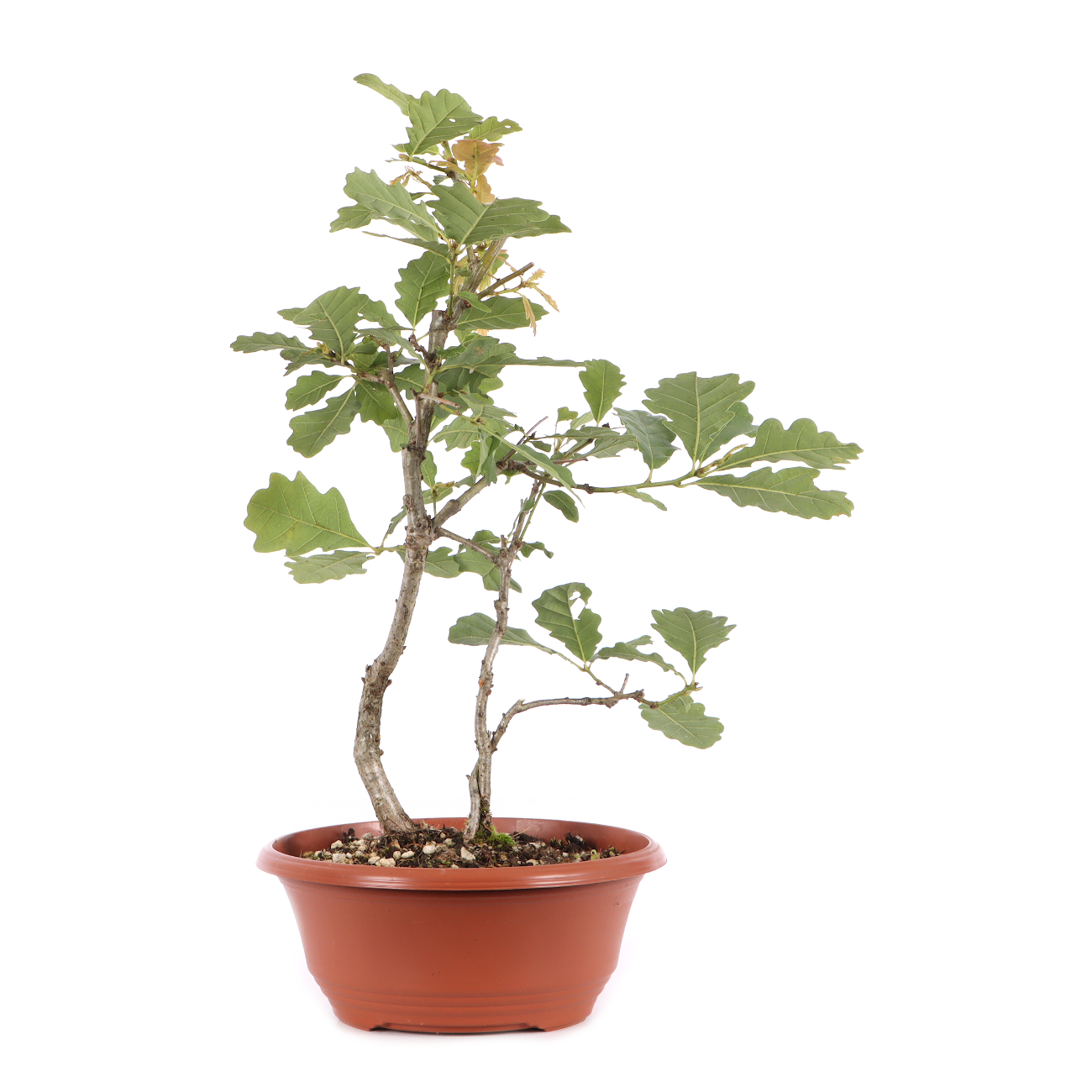 Quercus robur