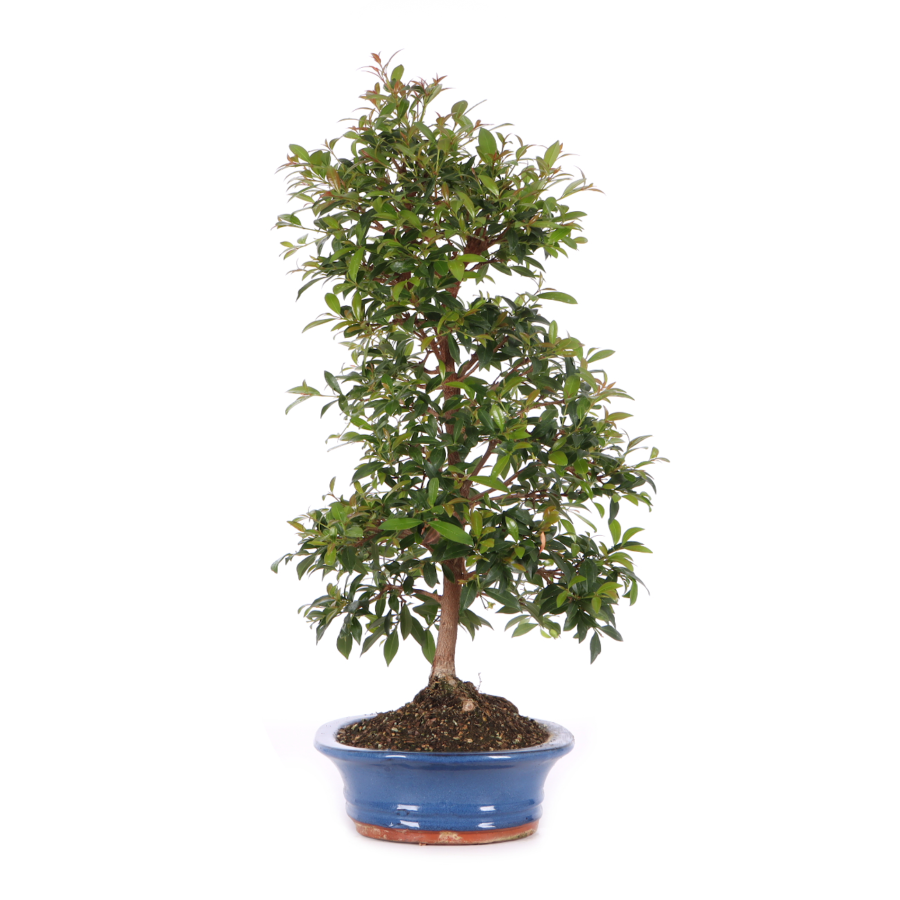 Syzygium paniculatum