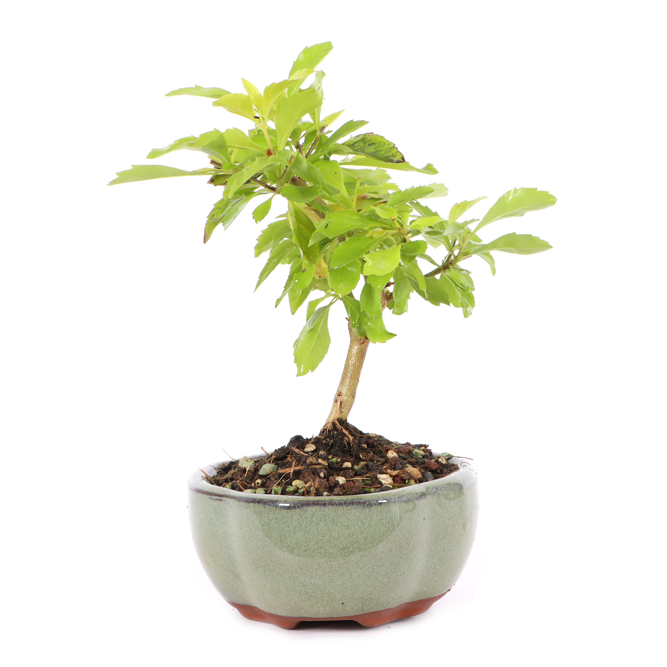 Duranta erecta