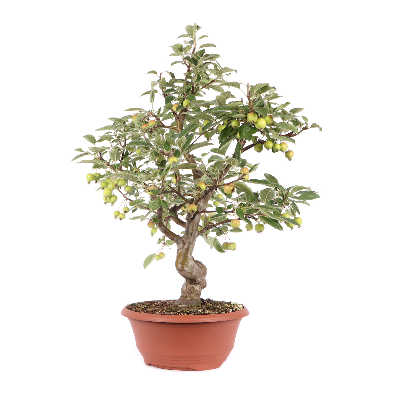 Seitenansicht rechts