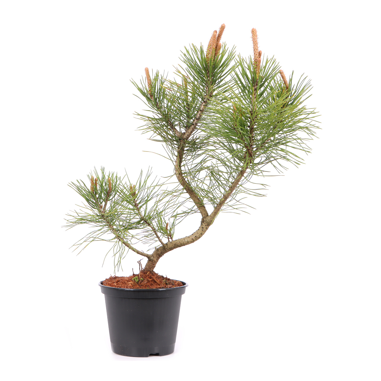 Pinus mugo subsp. uncinata