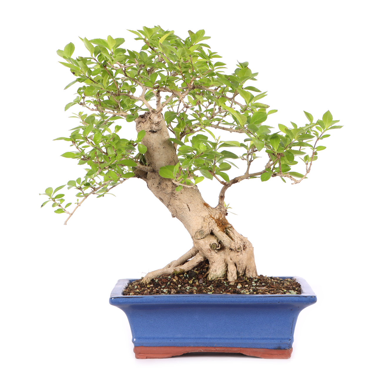Duranta erecta