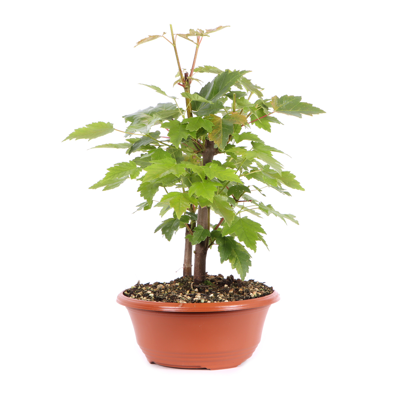 Seitenansicht rechts