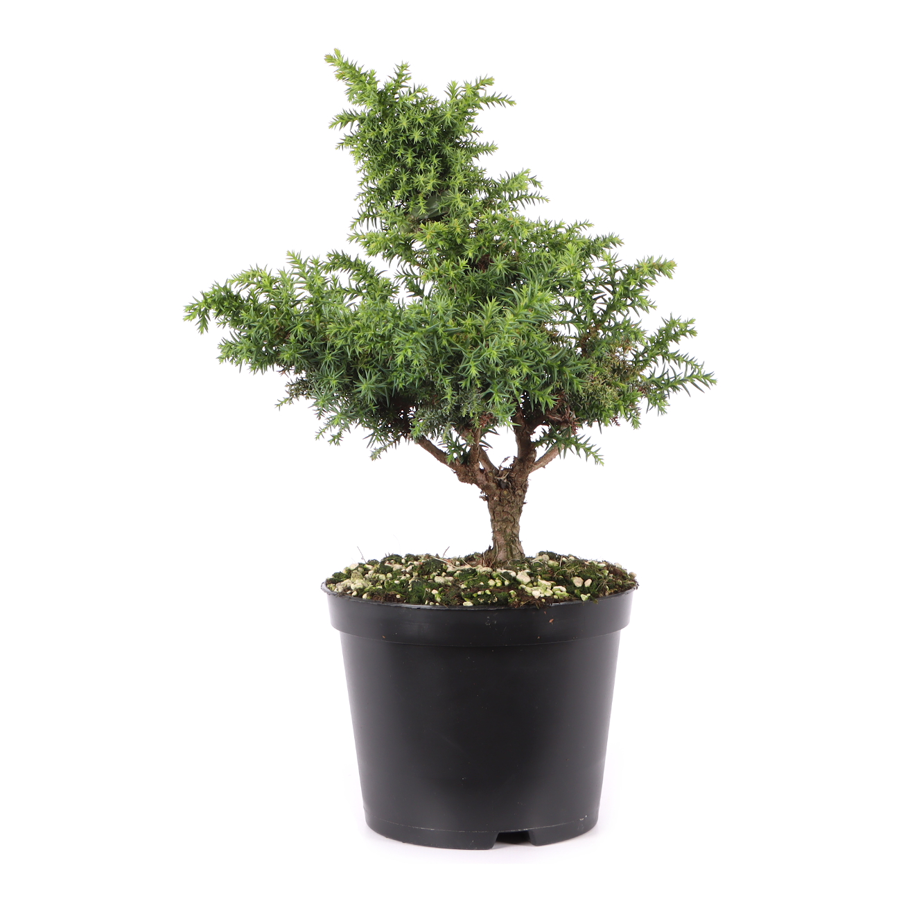 Cryptomeria japonica 'Yokohama'