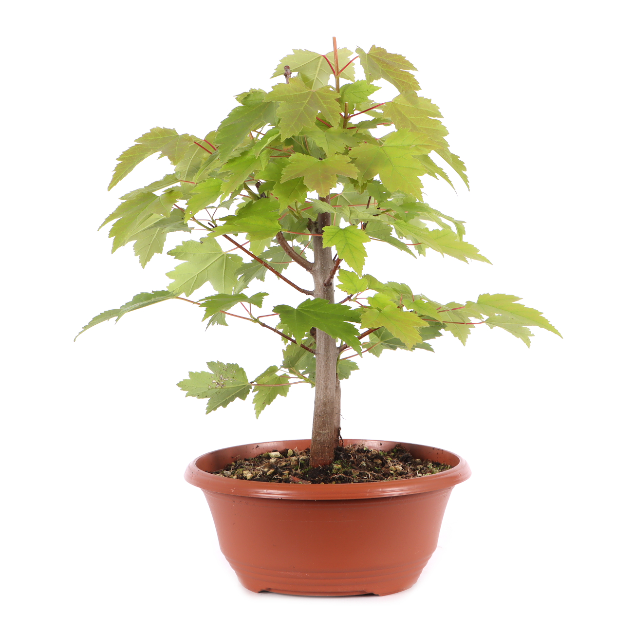 Acer rubrum 'October Glory'
