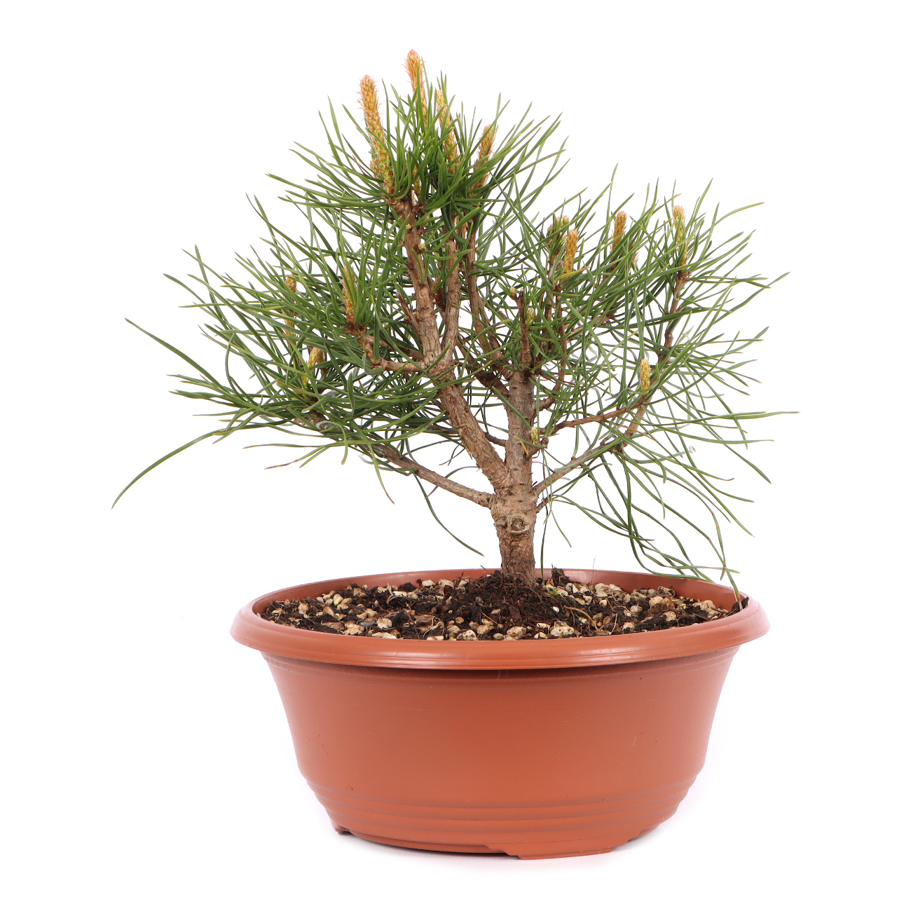 Pinus sylvestris
