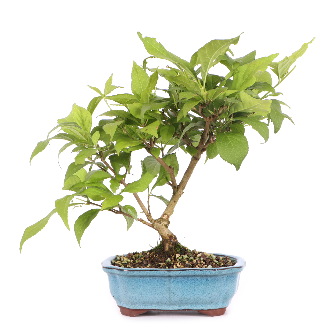 Callicarpa japonica 'Leucocarpa'