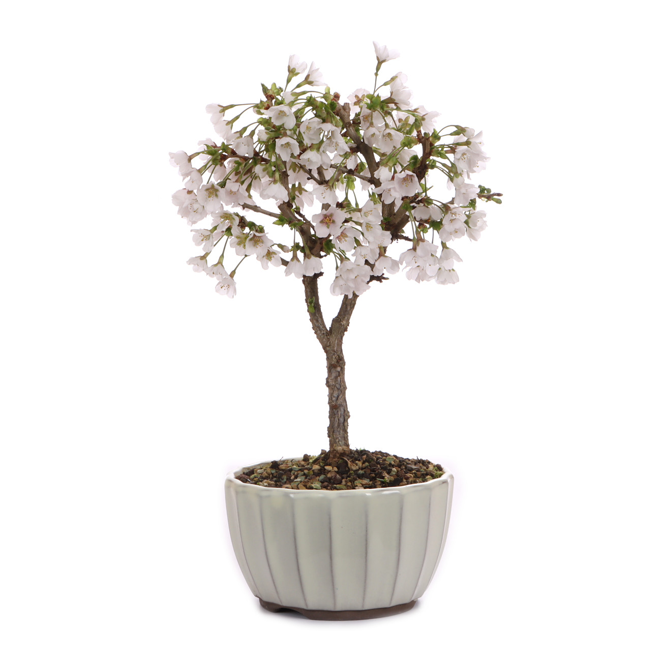 Prunus incisa 'Kojou-no-mai'