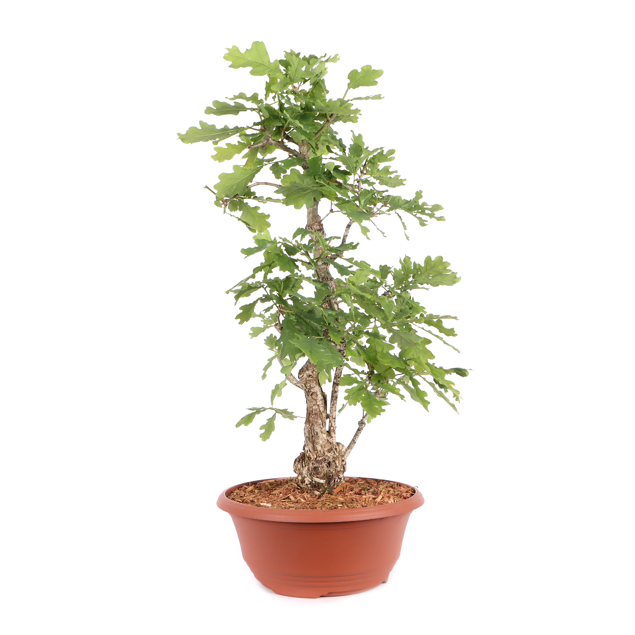 Quercus robur
