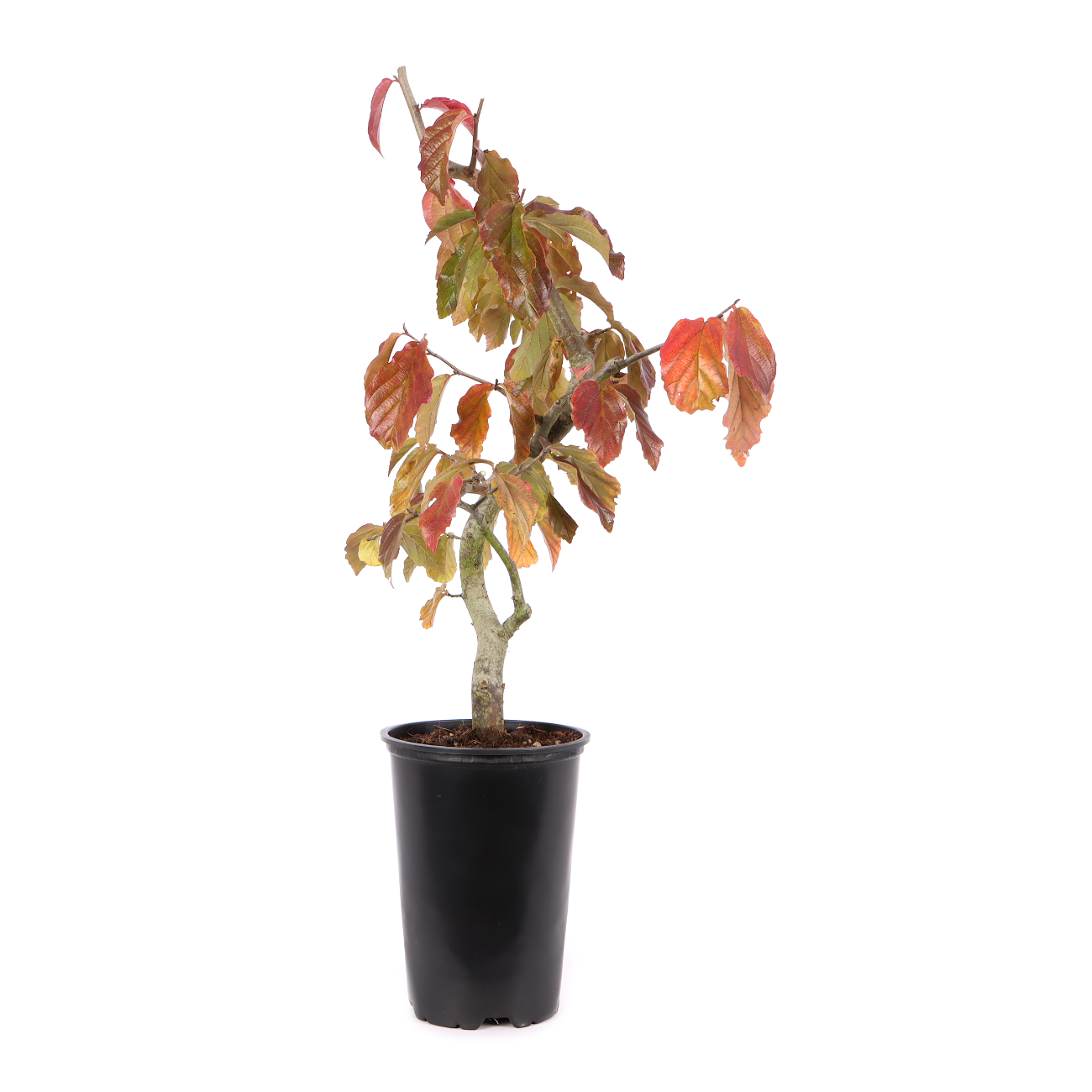 Parrotia persica 'Bella'