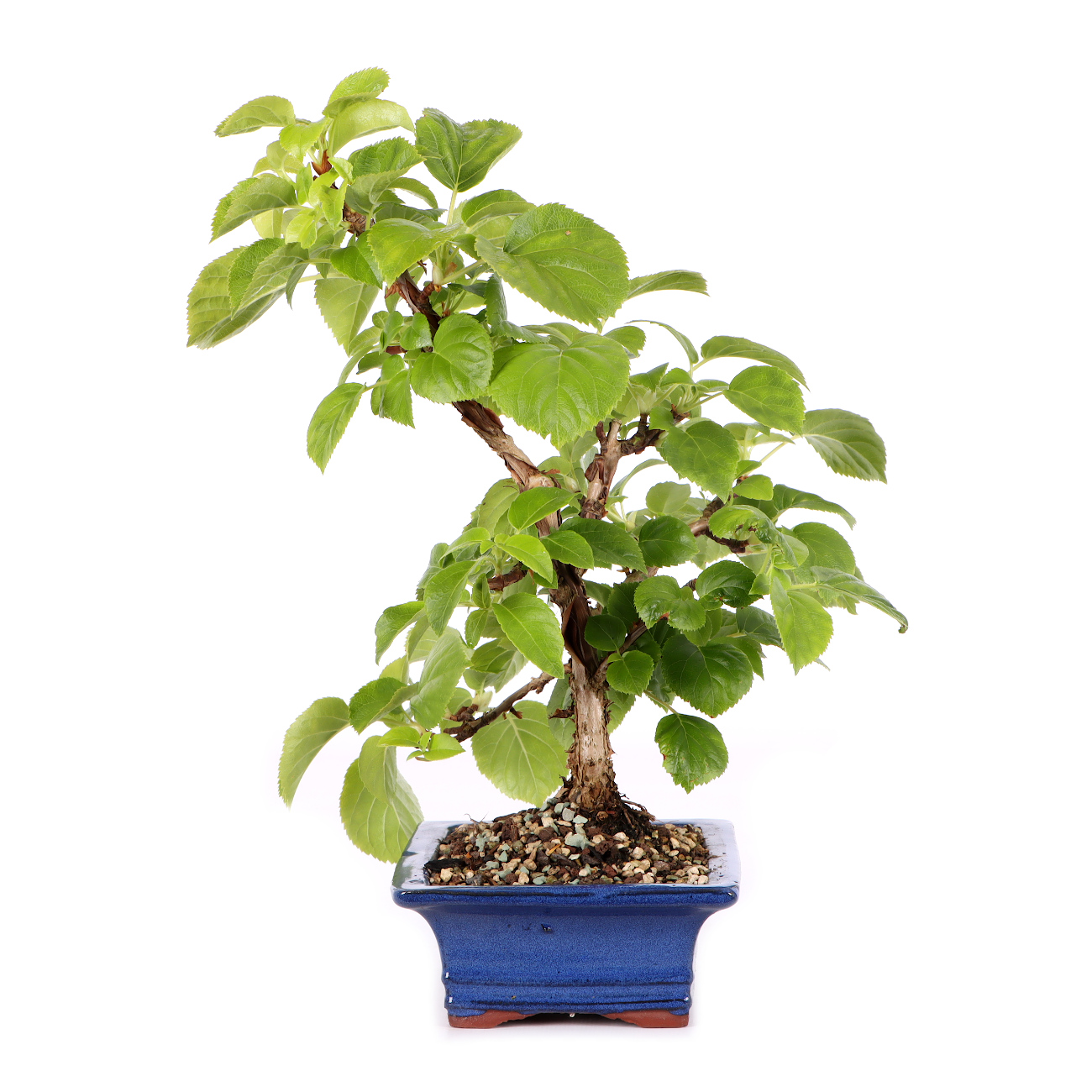 Hydrangea petiolaris