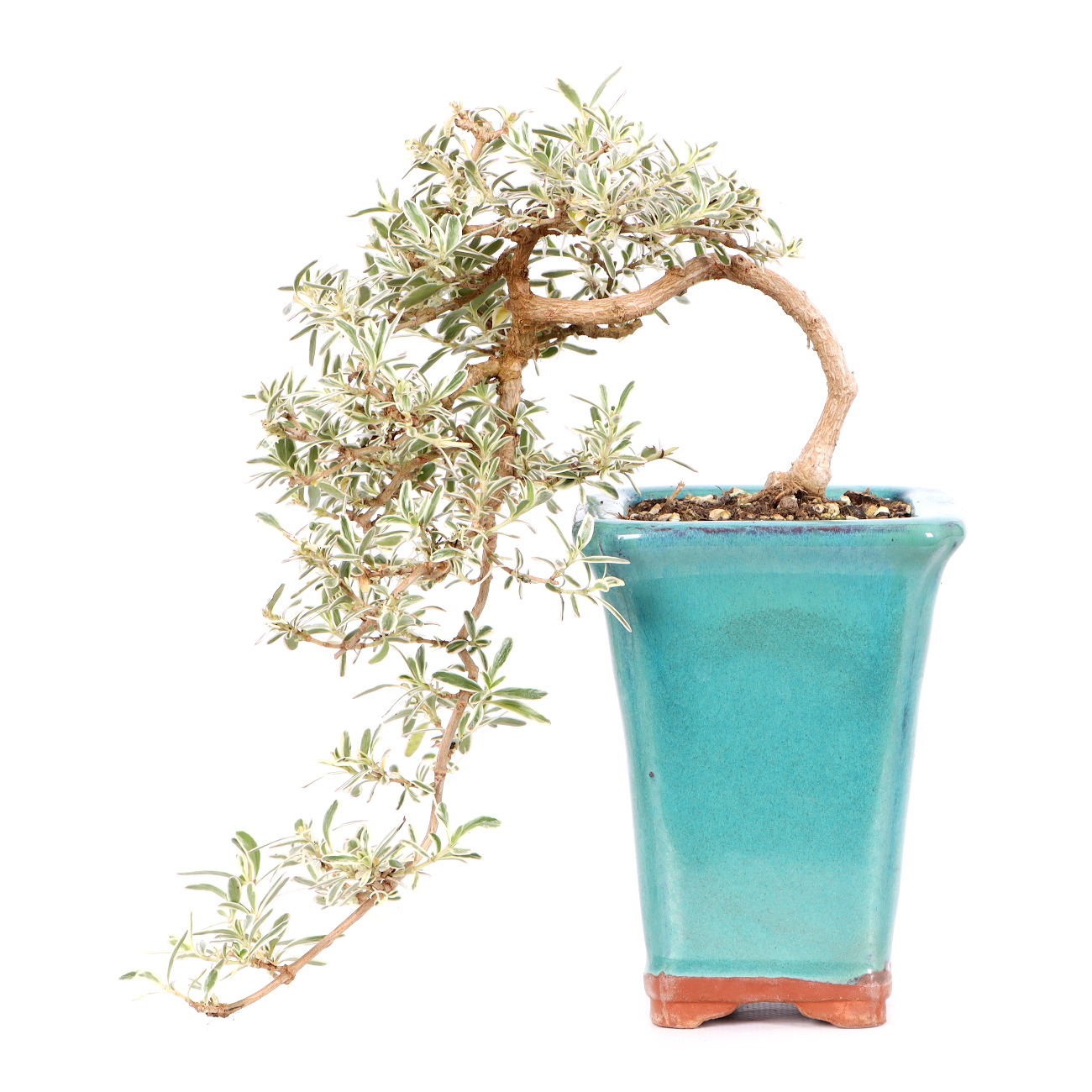 Coprosma x kirkii 'Variegata'