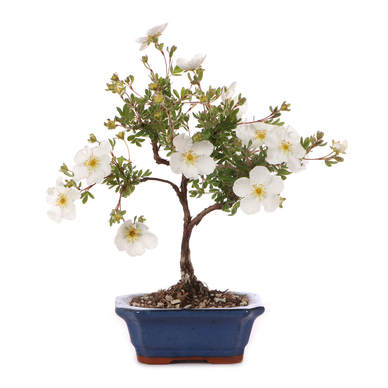 Potentilla fruticosa 'Abbotswood'