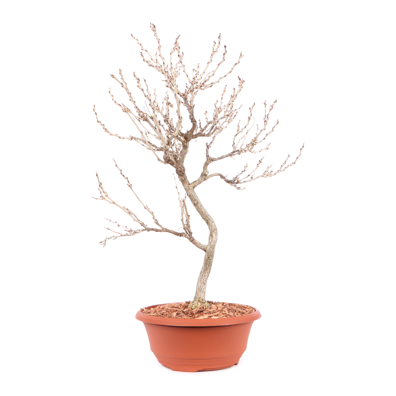 Millettia japonica 'Hime Fuji'
