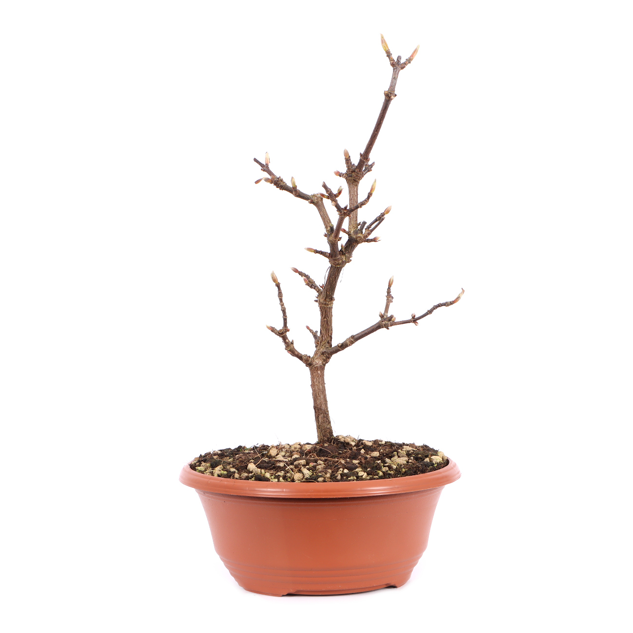 Viburnum x bodnantense 'Dawn'